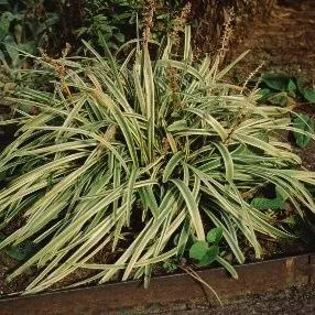 thumbnail for publication: Liriope muscari 'Variegata' Variegated Lilyturf, Variegated Liriope